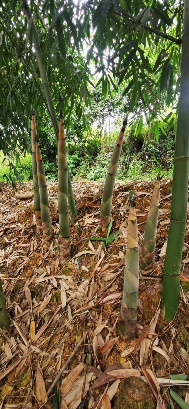 台竹一号甜竹笋苗水果竹笋苗甜竹苗