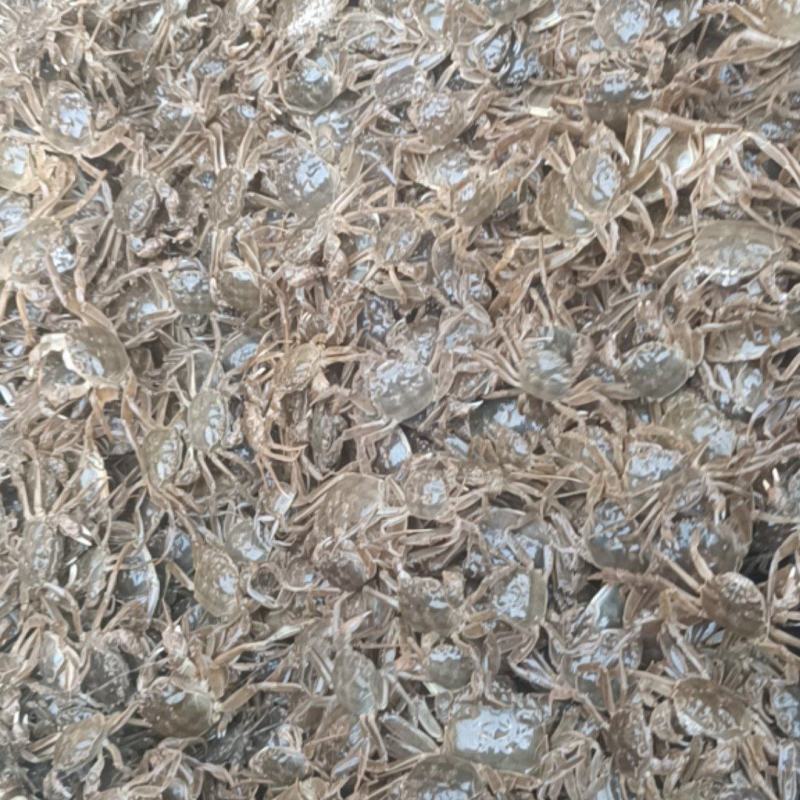 上海崇明大闸蟹苗