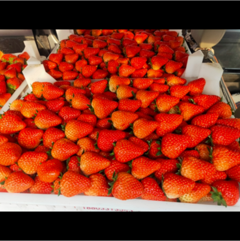 大量供应通货。长丰红颜草莓，承接全国各地客商来收购。