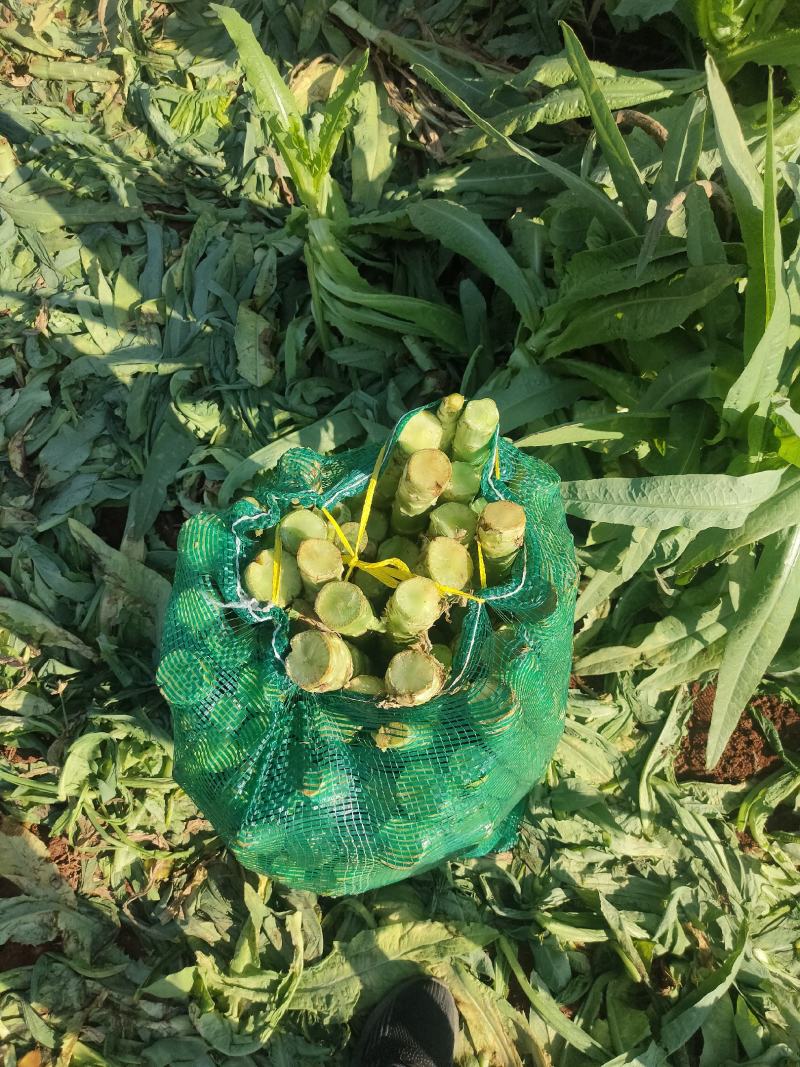 三青杆子红尖叶莴笋杆子大量上市有需要的老板联系我专业杆子