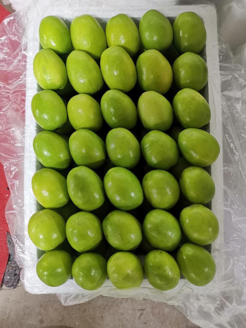《精选》云南牛奶大青枣大量上市中产地发货量大从优