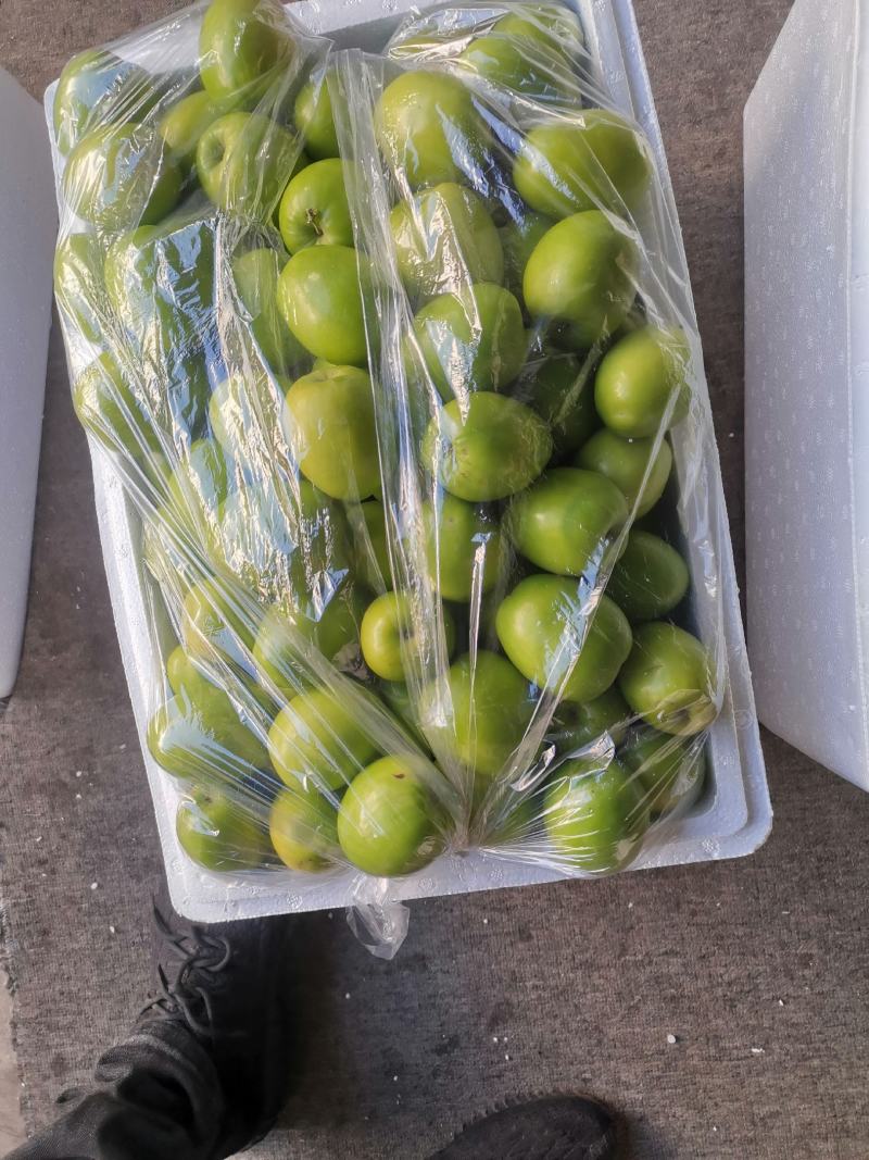 《精选》云南牛奶大青枣大量上市中产地发货量大从优