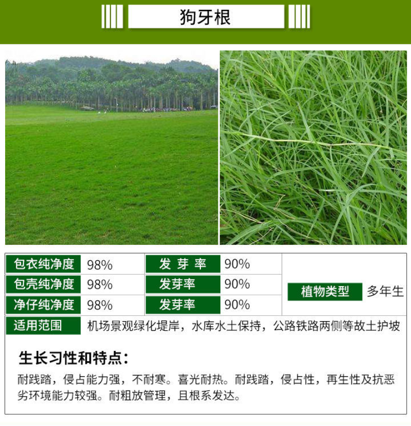 进口狗牙根草坪种子耐热耐旱耐践踏低矮草坪公园绿化