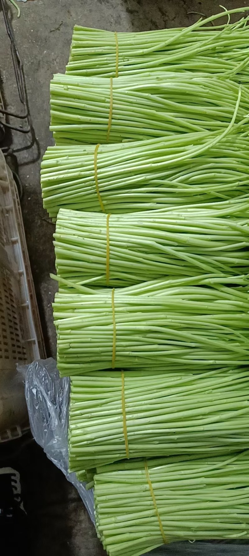 青芦蒿已经开始上市啦