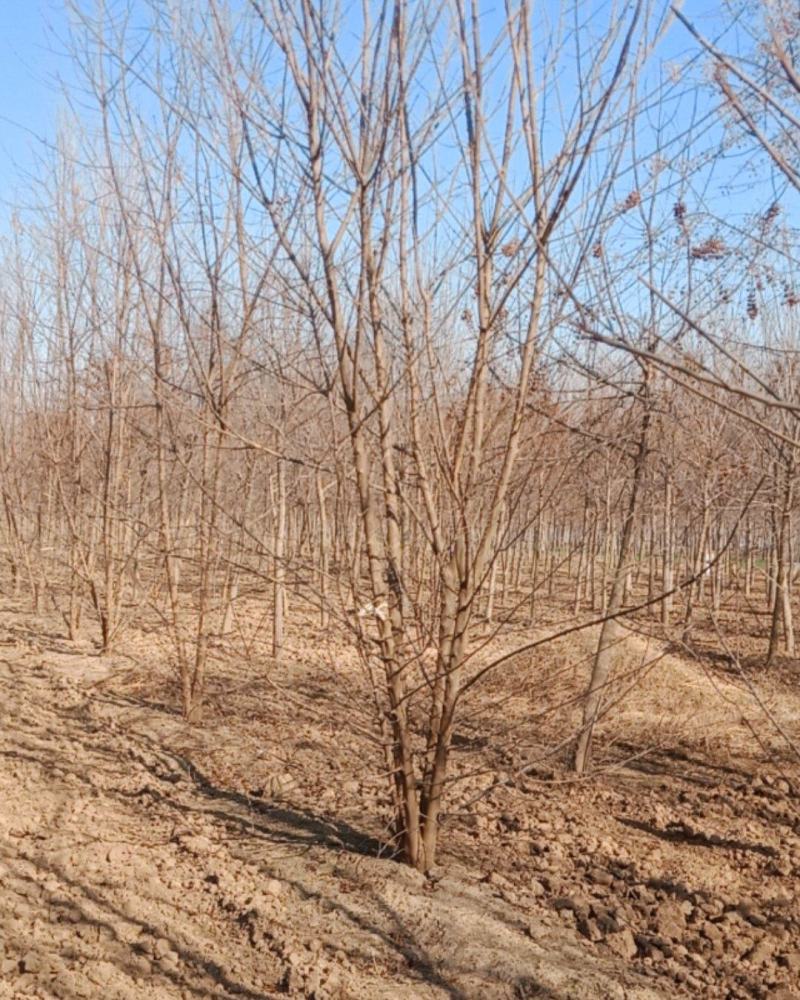 丛生三角枫，基地直销4-7米的量大，欢迎朋友前来选购，