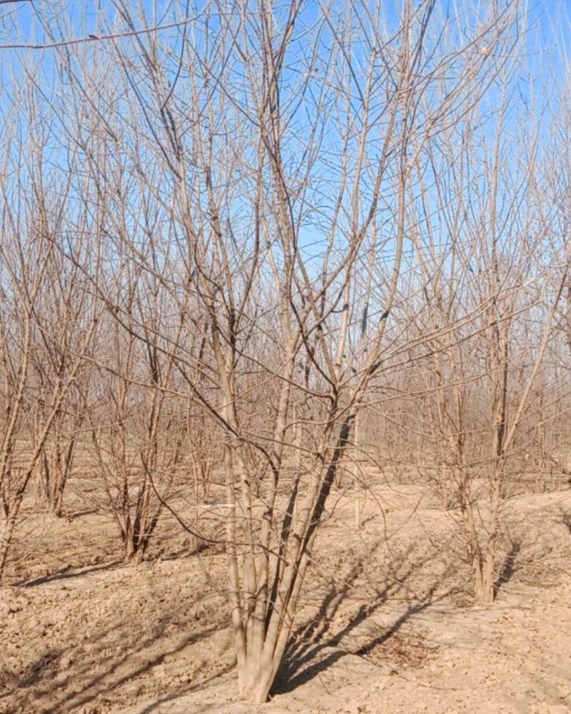 丛生三角枫，基地直销4-7米的量大，欢迎朋友前来选购，