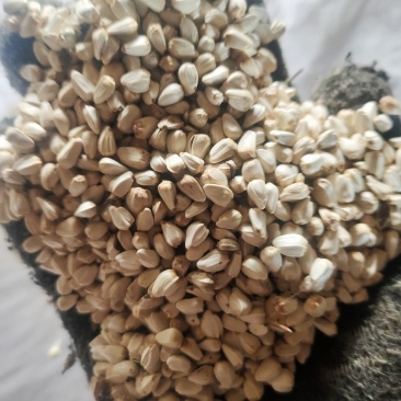 优质红花籽，榨油用，鸽粮用，出油23以上，品质非常好