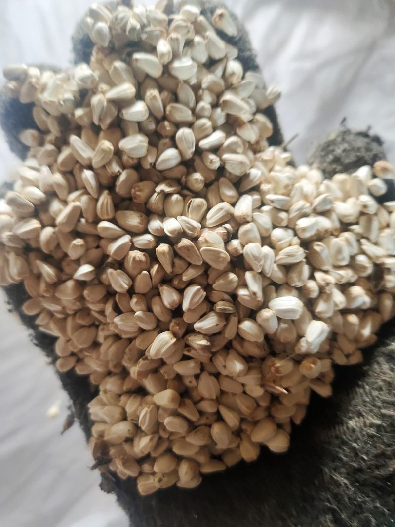 优质红花籽，榨油用，鸽粮用，出油23以上，品质非常好