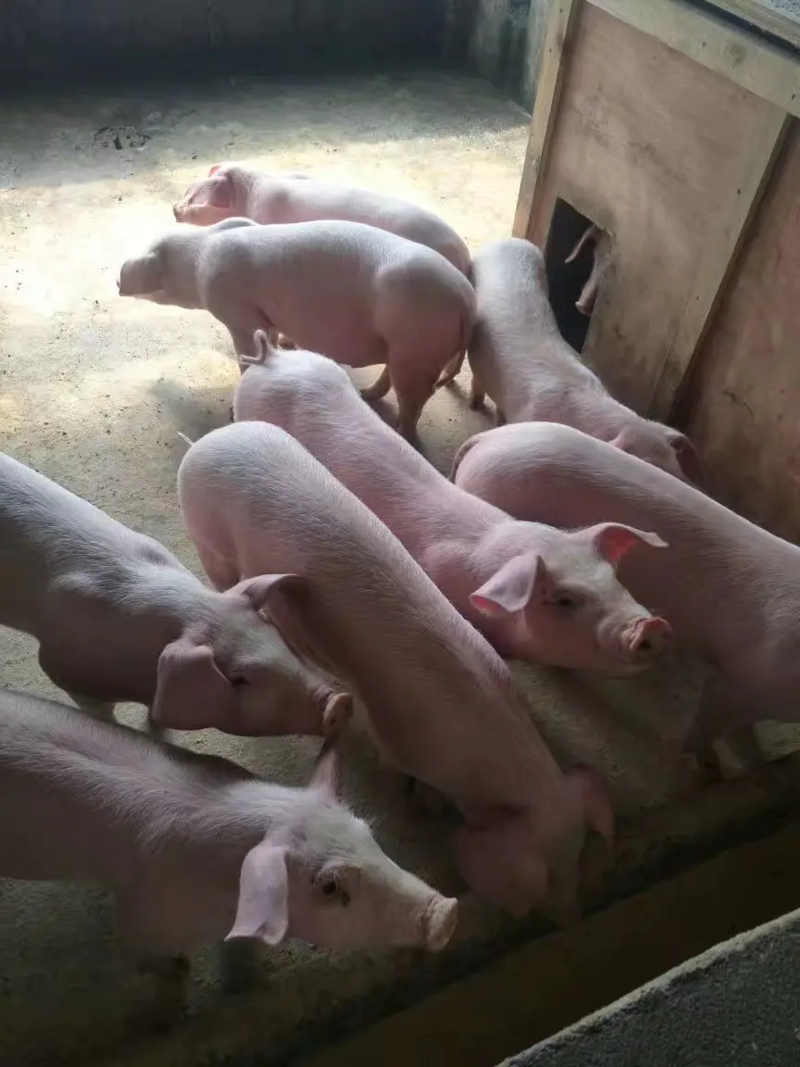 三元仔猪低价批发行情，育肥猪苗量大优惠，猪厂送猪到家