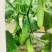 全雌强雌水果黄瓜种子，口感好香甜黄瓜种籽耐低温节节有瓜