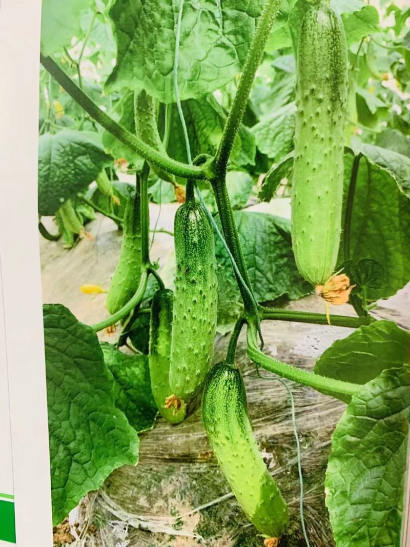 全雌强雌水果黄瓜种子，口感好香甜黄瓜种籽耐低温节节有瓜