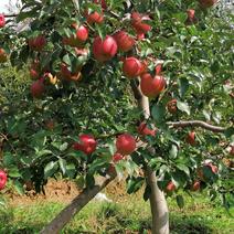 吉林省珲春市寒富苹果大量发货中可以包山