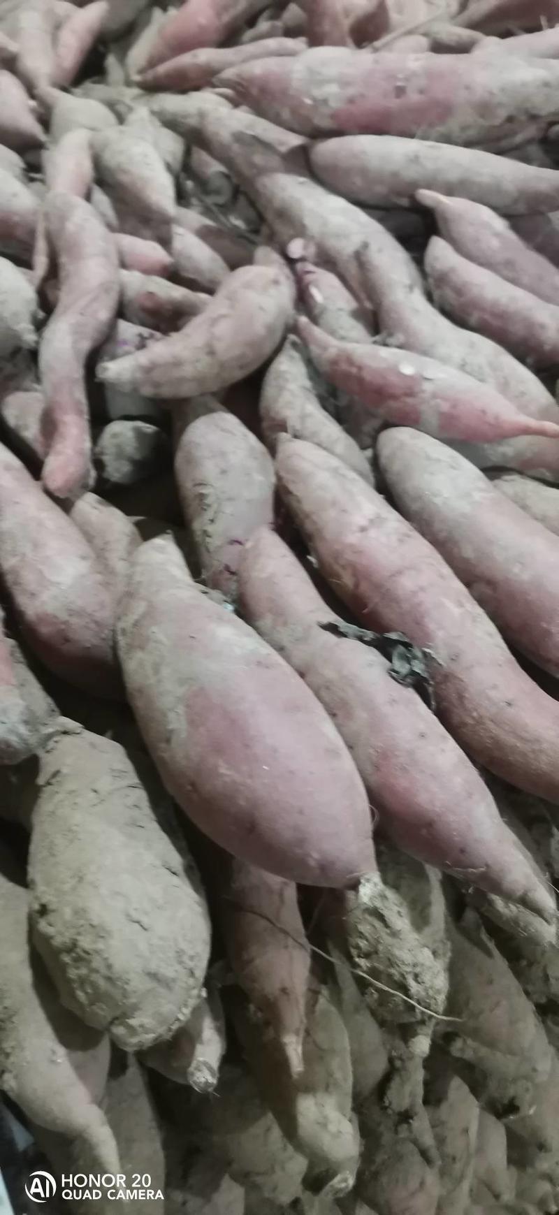 河北红薯纯沙地精品西瓜红大量上市中大小无丝，香甜可口