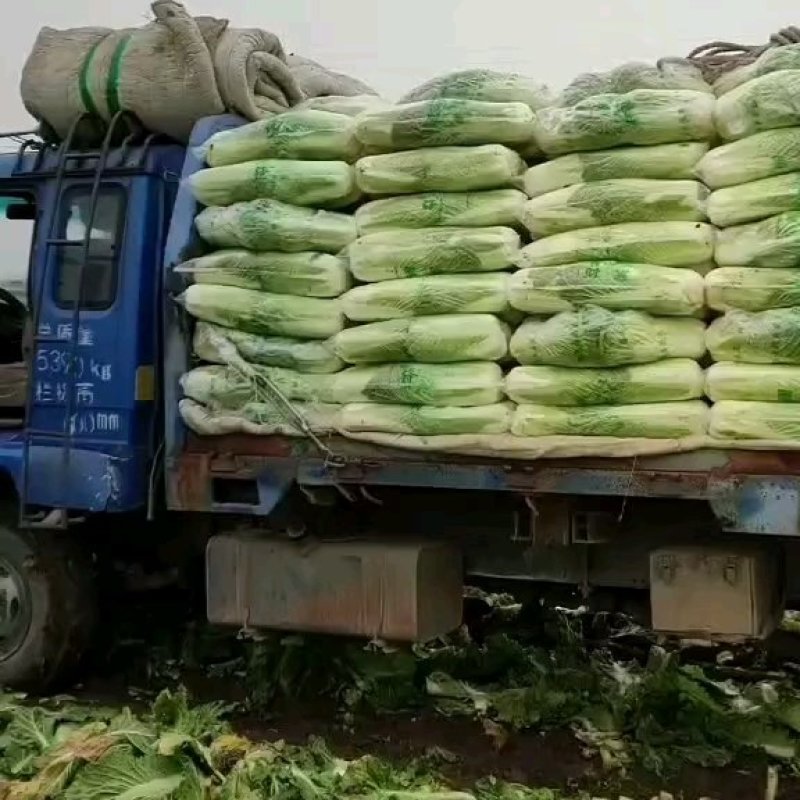 玉田白菜猛哥精品果蔬可视频看货散装袋装均可质量优益价格优