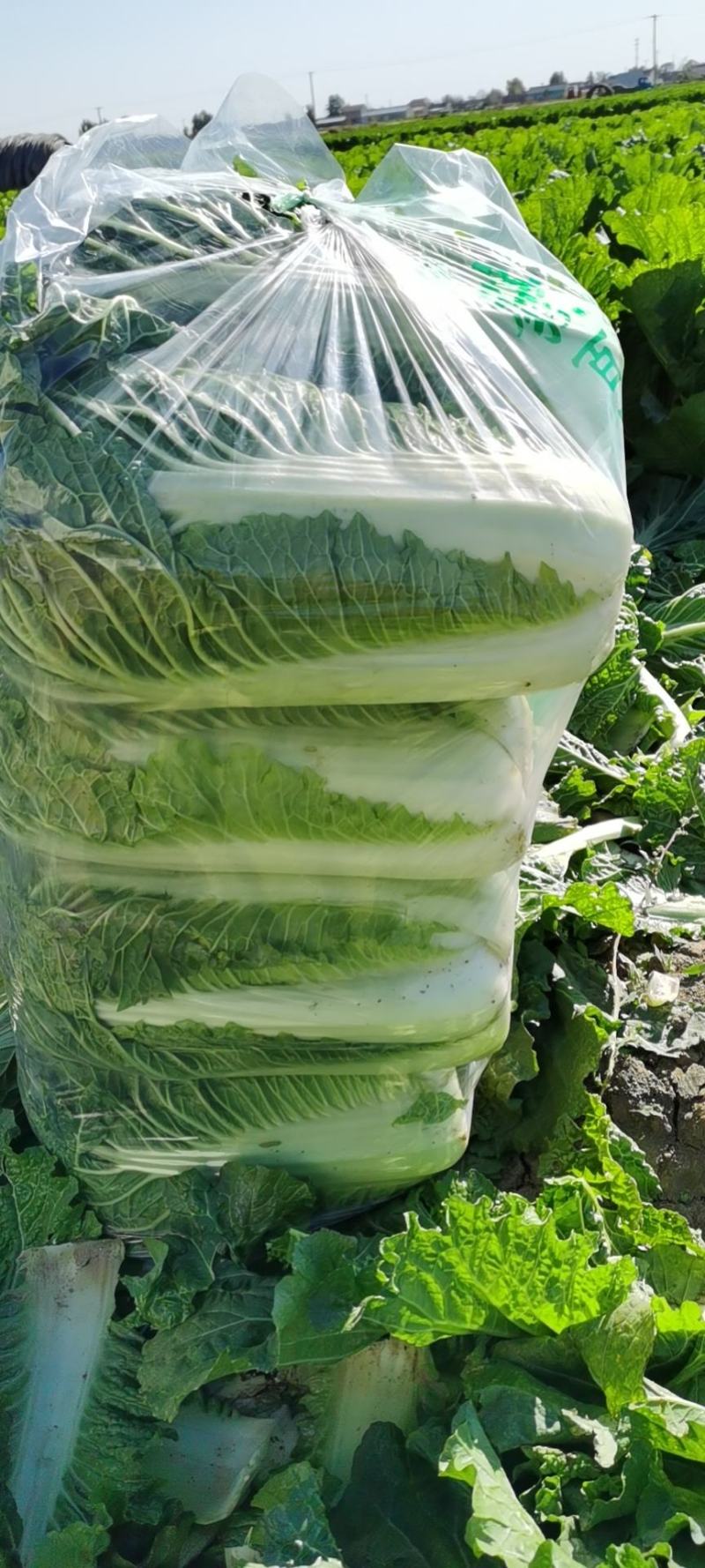 玉田白菜猛哥精品果蔬可视频看货散装袋装均可质量优益价格优