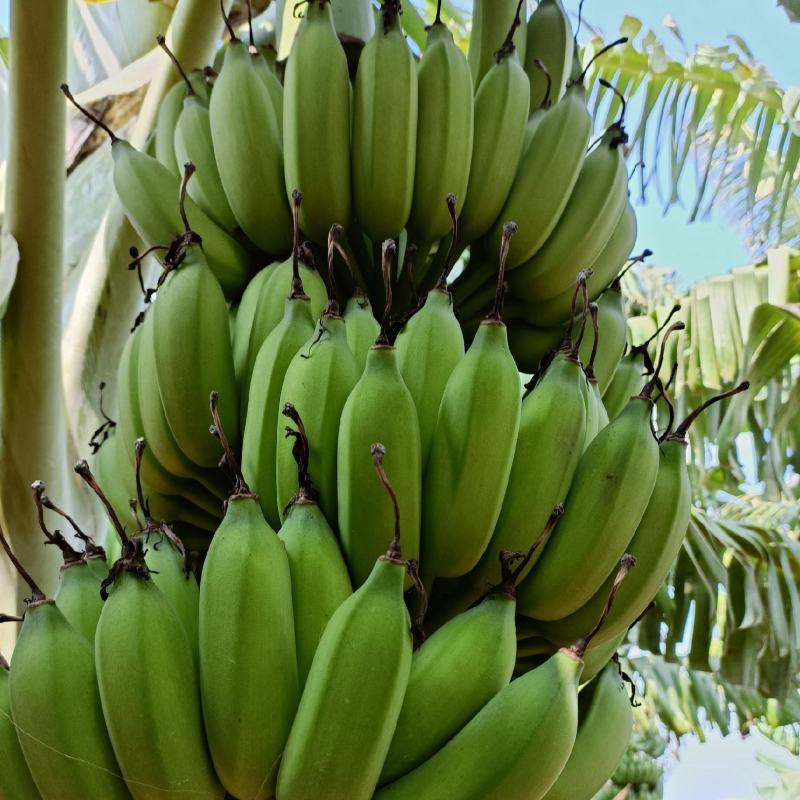 广东湛江徐闻粉蕉、小米蕉一手货源，蕉地可以视频看货