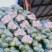 【精品甘蓝】湖北旺旺甘蓝圆包菜菜宣个头均匀