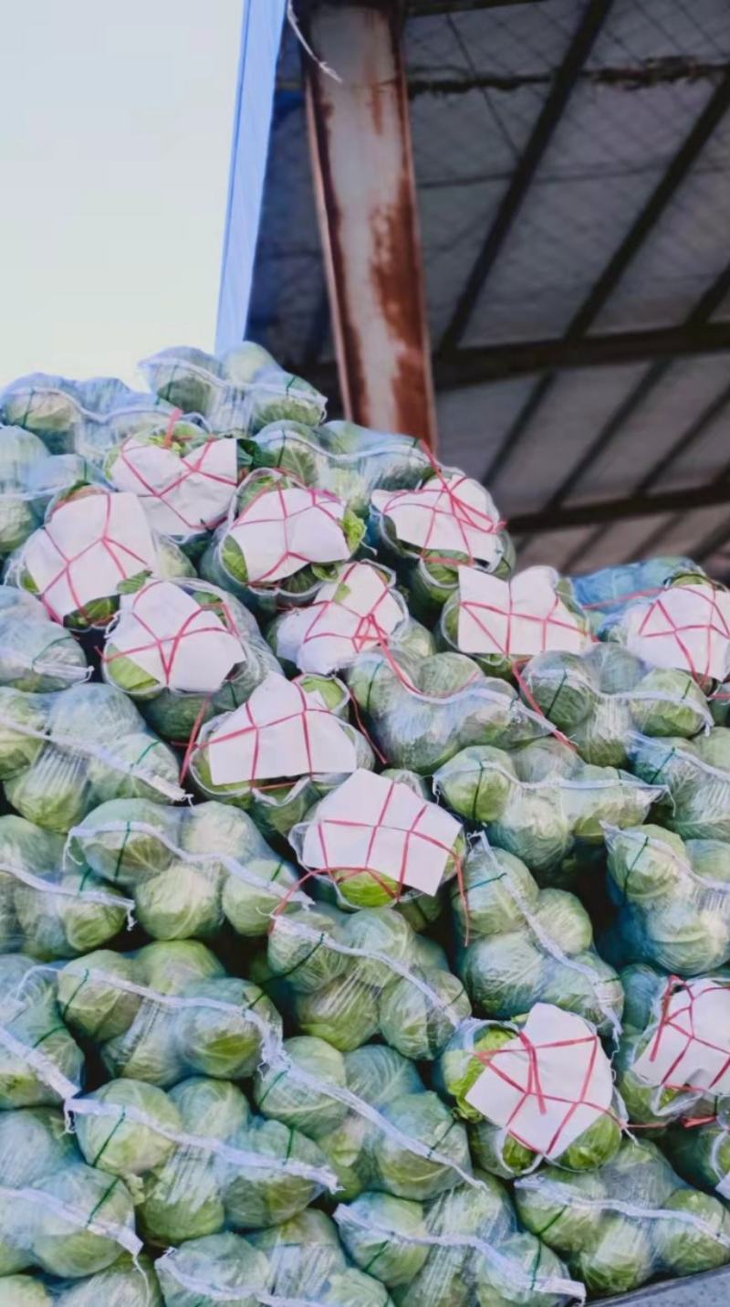 【精品甘蓝】湖北旺旺甘蓝圆包菜菜宣个头均匀