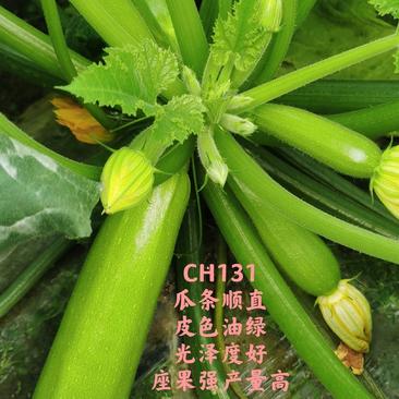 CH131油绿条西葫芦品种座果均匀果形好看