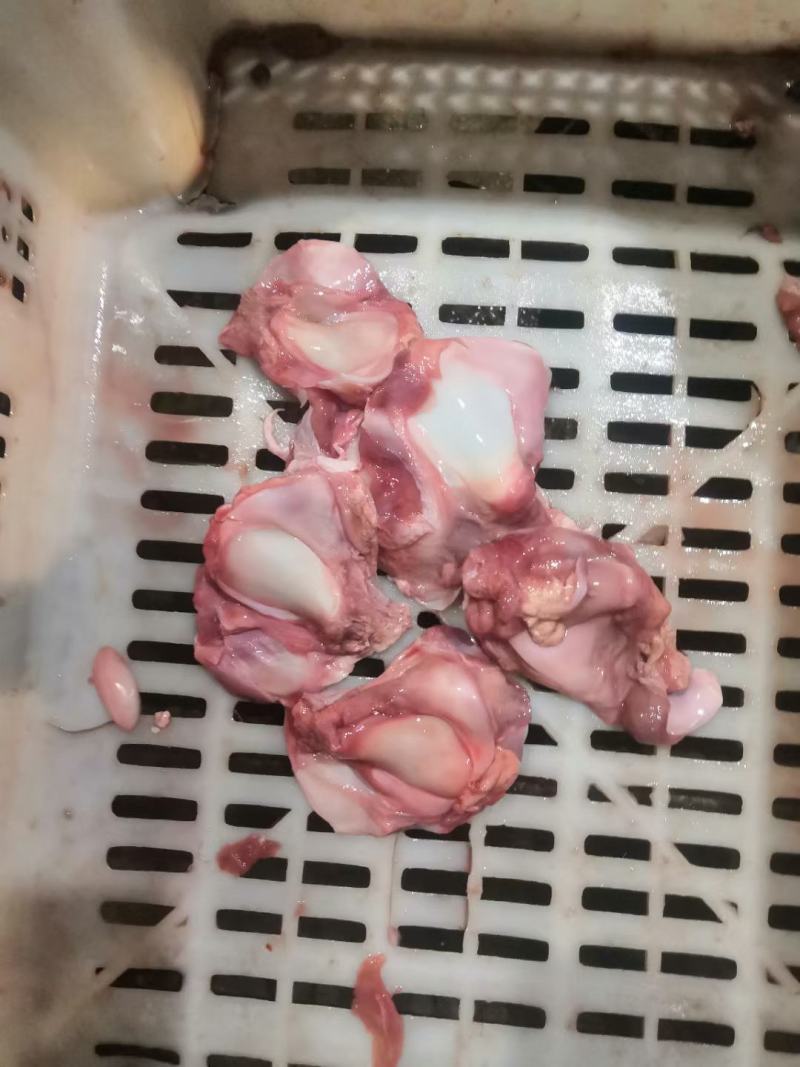 乳牛窝骨烤牛骨的特色菜常年加工乳牛分割产品