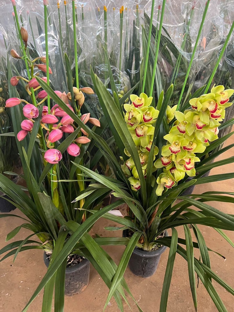 包邮年宵花大花蕙兰盆栽带盆带土一件代发批发鲜花基地直发