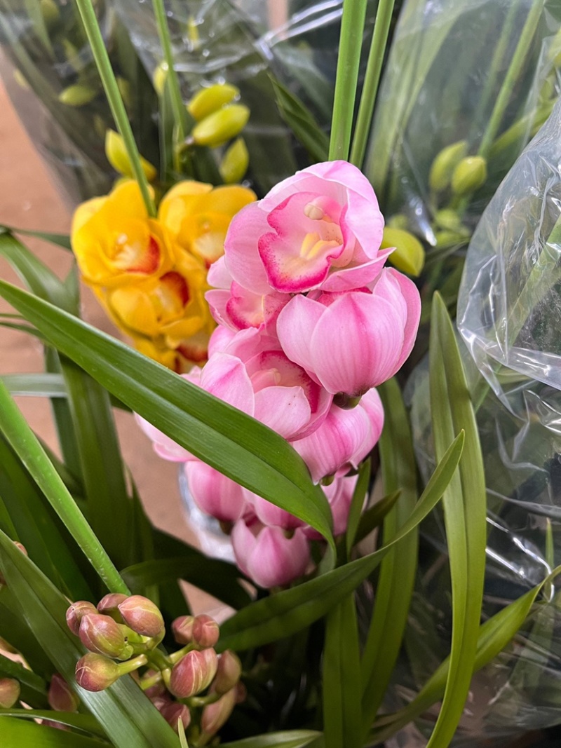 包邮年宵花大花蕙兰盆栽带盆带土一件代发批发鲜花基地直发