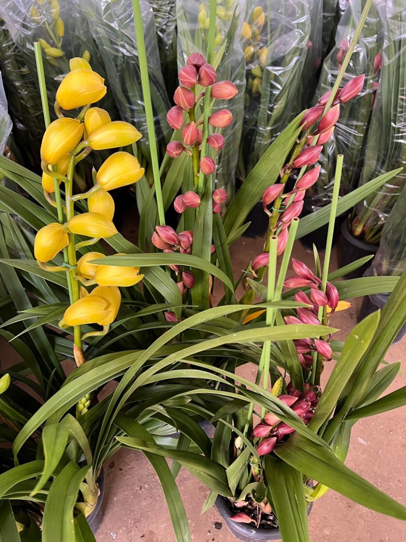 包邮年宵花大花蕙兰盆栽带盆带土一件代发批发鲜花基地直发