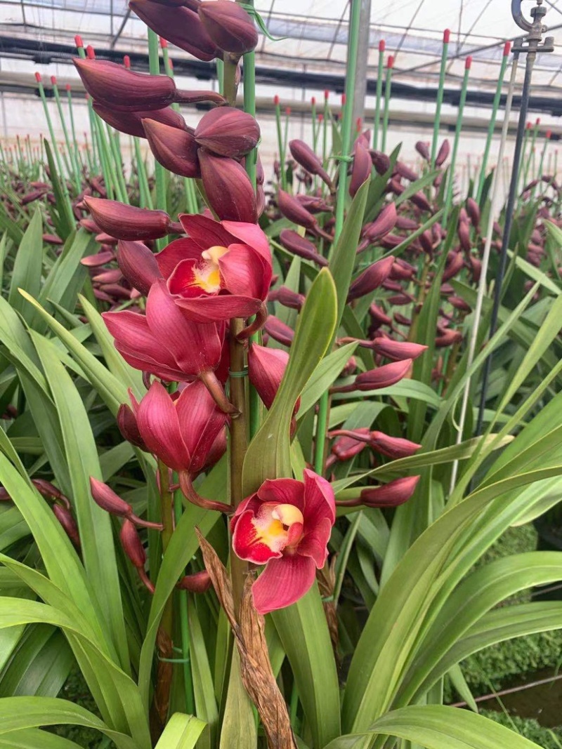 包邮年宵花大花蕙兰盆栽带盆带土一件代发批发鲜花基地直发