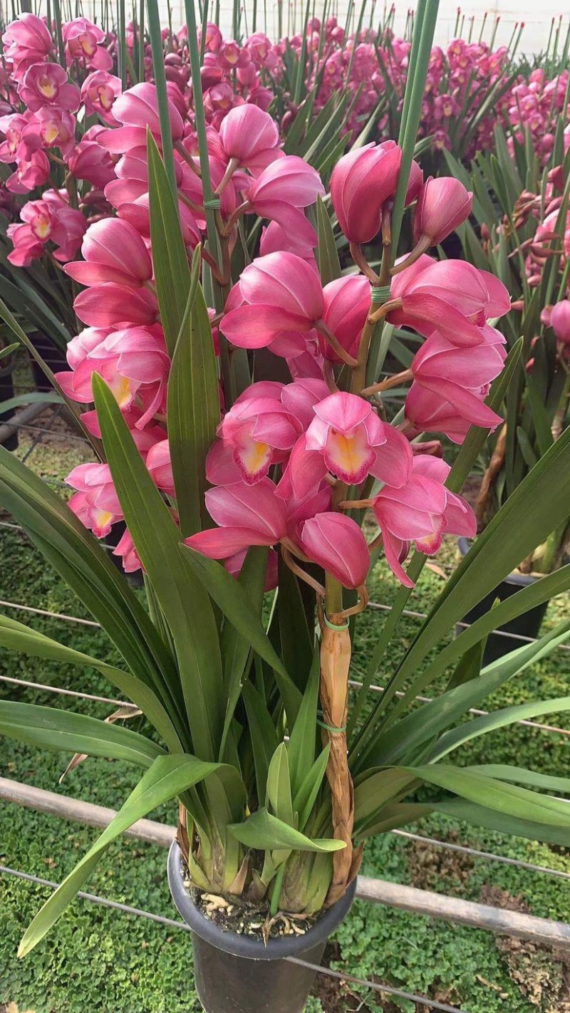 包邮年宵花大花蕙兰盆栽带盆带土一件代发批发鲜花基地直发