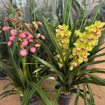 包邮年宵花大花蕙兰盆栽带盆带土一件代发批发鲜花基地直发