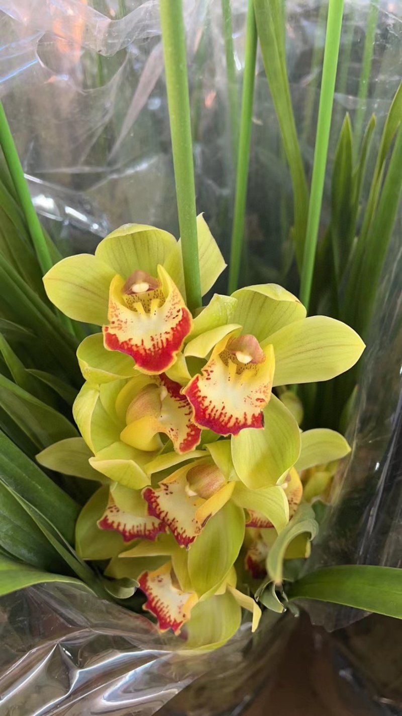 包邮年宵花大花蕙兰盆栽带盆带土一件代发批发鲜花基地直发