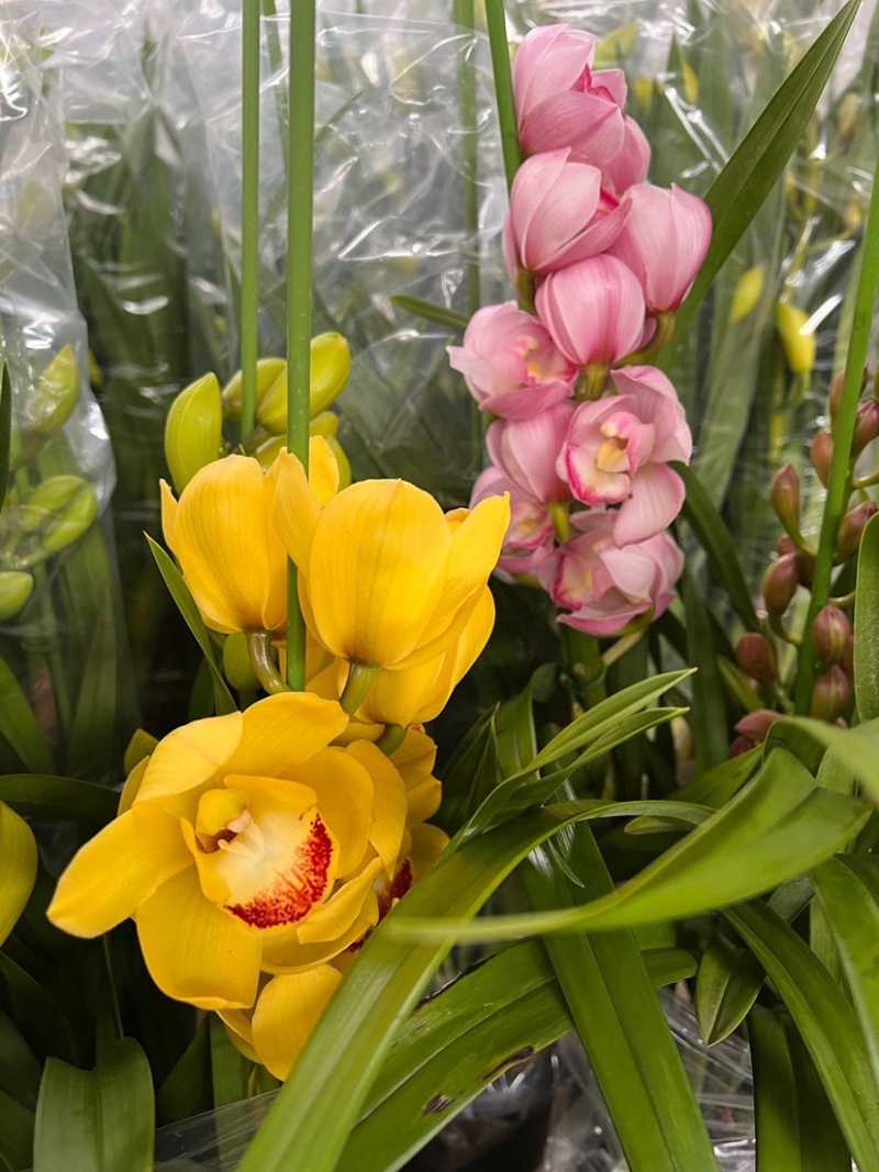 包邮年宵花大花蕙兰盆栽带盆带土一件代发批发鲜花基地直发