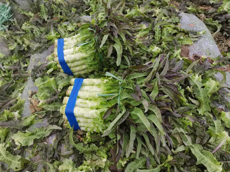 莴笋，红叶香莴笋，价格美丽，一手货源，产地直销货源充足，