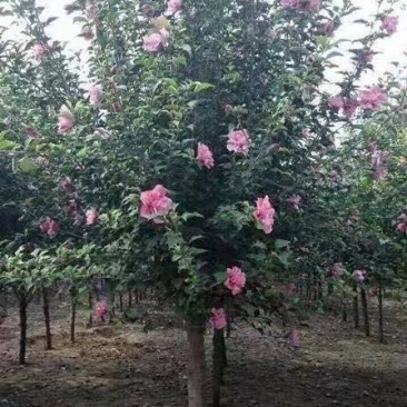 木槿