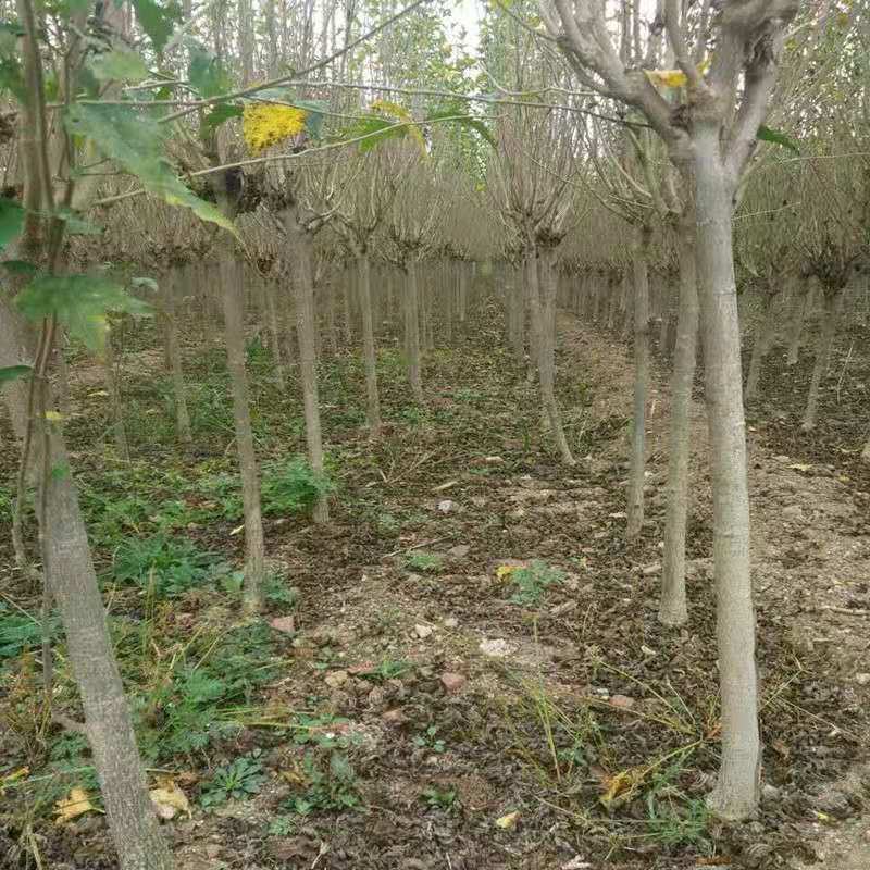 木槿