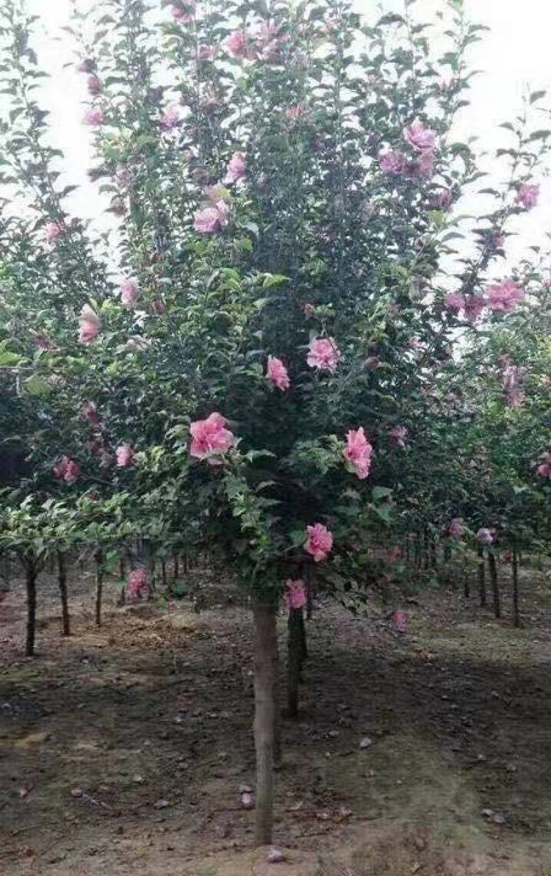 木槿
