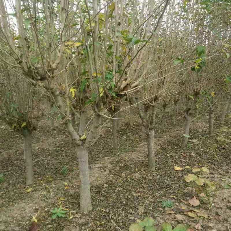 木槿