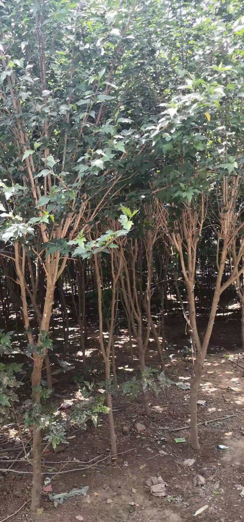 木槿