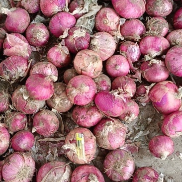 圆葱