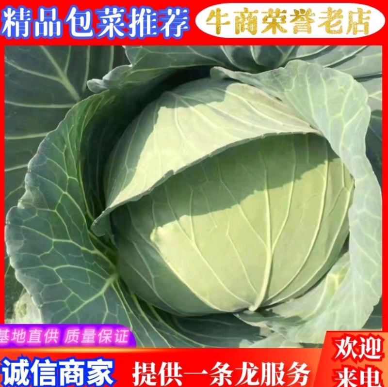 【精品】湖北扁包菜京丰一号基地一手货源，质量保证