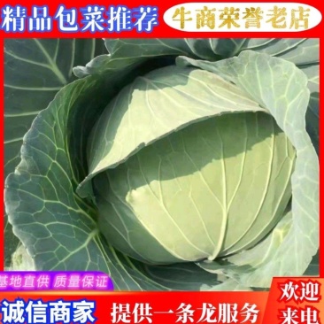 【精品】湖北扁包菜京丰一号基地一手货源，质量保证
