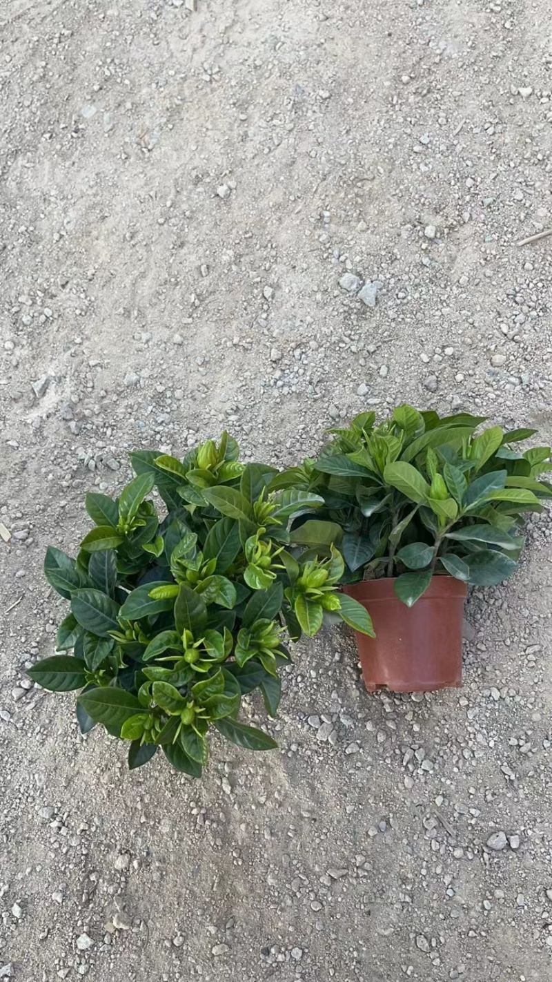 栀子花（盆栽）栀子花室内盆栽产地原供花苞多多开花鲜艳