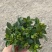 栀子花（盆栽）栀子花室内盆栽产地原供花苞多多开花鲜艳