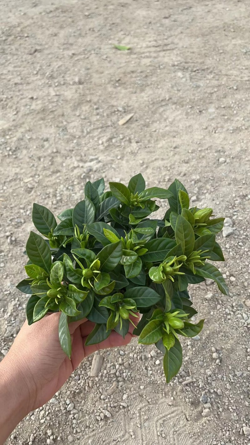 栀子花（盆栽）栀子花室内盆栽产地原供花苞多多开花鲜艳