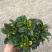 栀子花（盆栽）栀子花室内盆栽产地原供花苞多多开花鲜艳