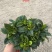 栀子花（盆栽）栀子花室内盆栽产地原供花苞多多开花鲜艳