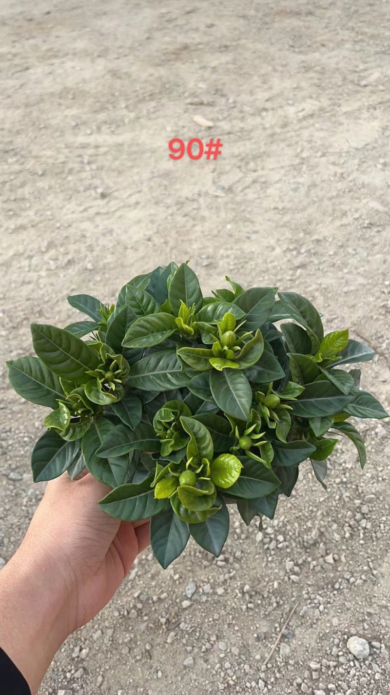 栀子花（盆栽）栀子花室内盆栽产地原供花苞多多开花鲜艳