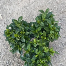 栀子花（盆栽）栀子花室内盆栽产地原供花苞多多开花鲜艳