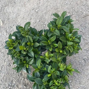 栀子花（盆栽）栀子花室内盆栽产地原供花苞多多开花鲜艳