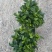 栀子花（盆栽）栀子花室内盆栽产地原供花苞多多开花鲜艳